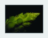 foto38a.jpg